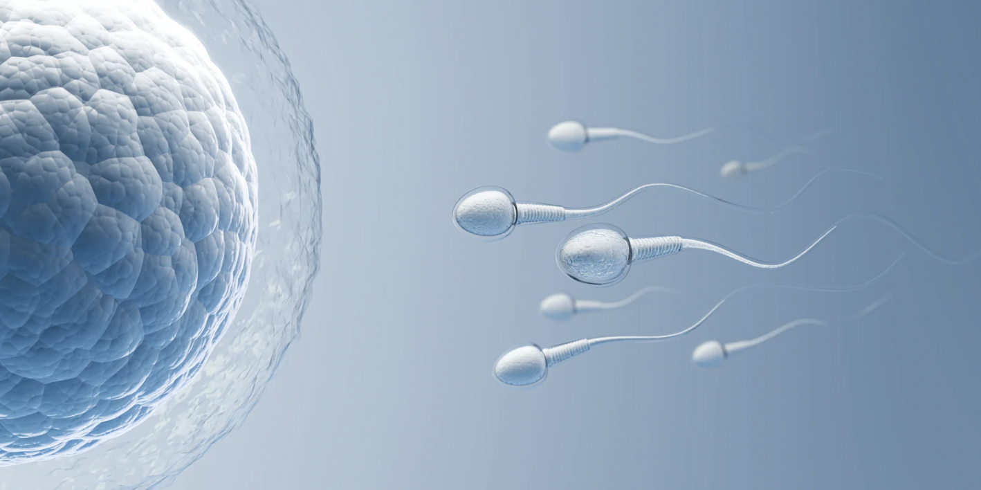 sperm analizi