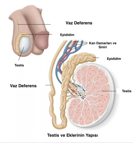 testis yapısı
