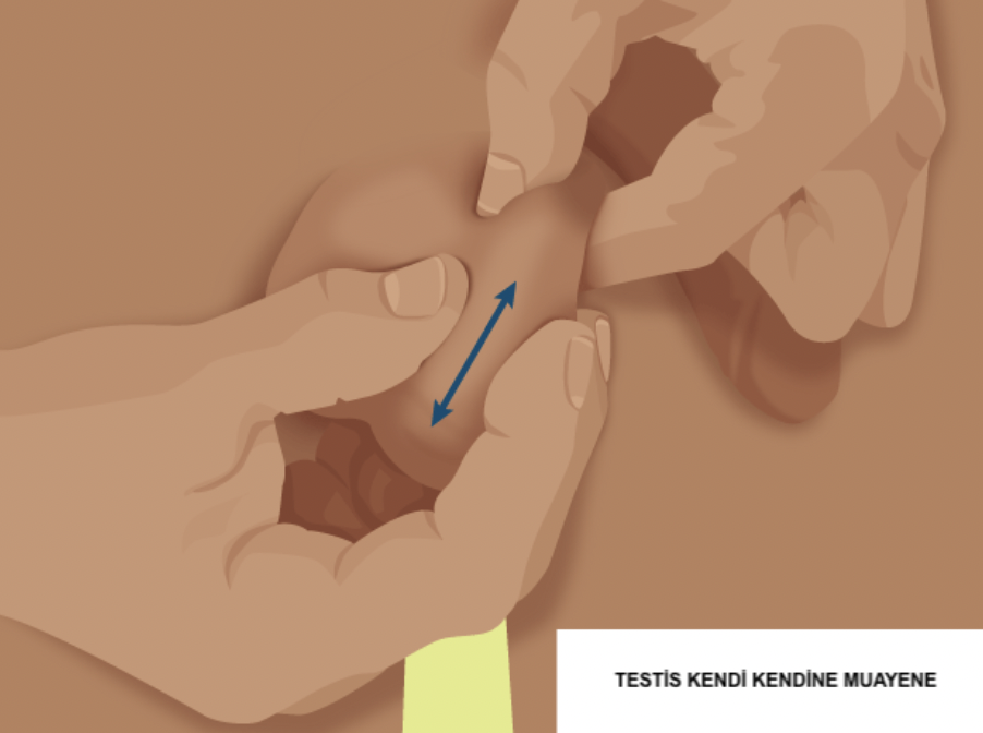 testis muayene