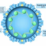 HPV nedir