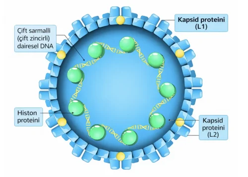 HPV nedir